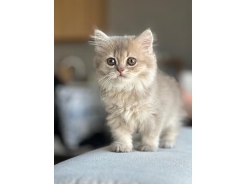 A kalite ayı surat gold british shorthair yavrular