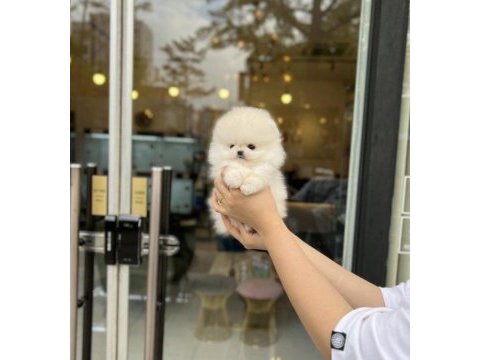 Enerji deposu pomeranian