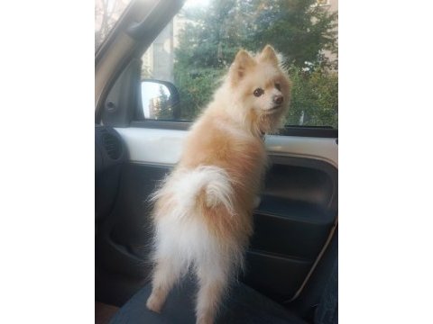 Pomeranian boo köpeğimiz full eğitimli