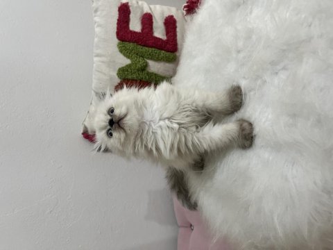 Ev ortamından sağlıklı ve oyuncu british shorthair yavrular