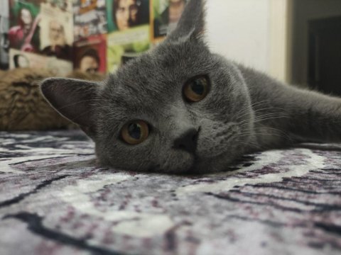 British shorthair uysal kedimiz