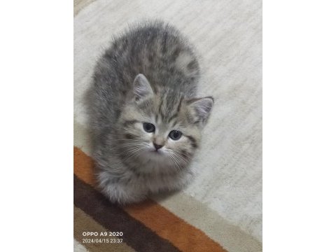 Şeker british longhair kızım yeni yuvasını arıyor