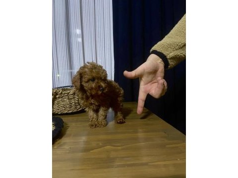 Çin poodle 650 gr red brown