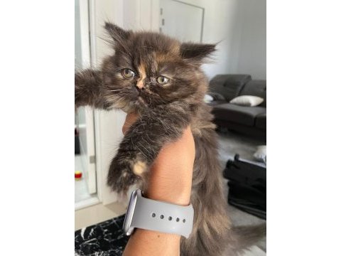 İran yeni yuvasını arıyor