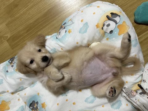2.5 aylık dişi golden retriever yavru