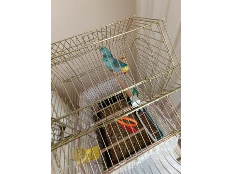 Forpus papağanı dişi ve erkek 50 günlük