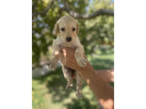 Safkan golden retriever yavrularımız