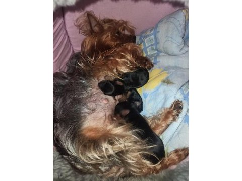 Yorkshire terrier 32 günlük