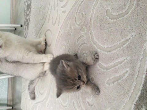 Bakımlı miss gibi aile kediler