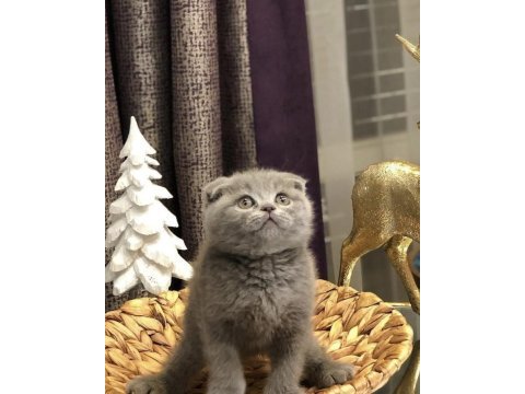 Gri scottish fold yavrularımız 