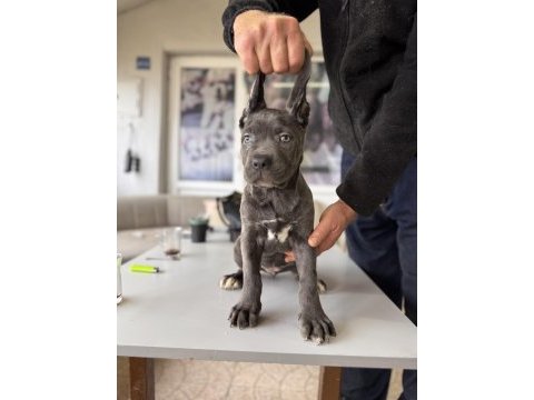 Antik miras cane corso yavrusu