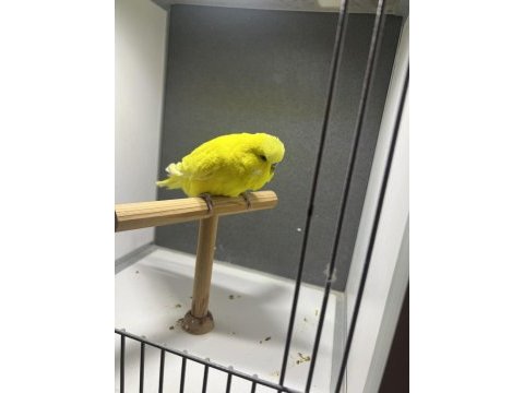 Show jumbo muhabbet kuşu takımlar yavru garantili