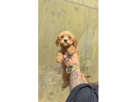 Sevimli ırk maltipoo