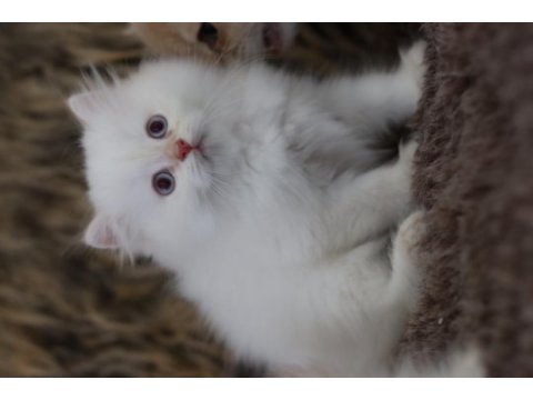 British longhair erkek yavruları