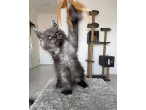 Maine coon ns erkek black smoke