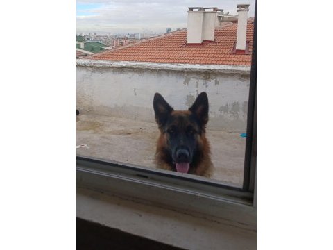 Ücretsiz ankara içi sahiplenilecek alman çoban köpeği