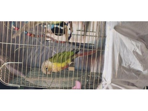 Dişi konur papağanı genç yabani yuvalıkla ilgili