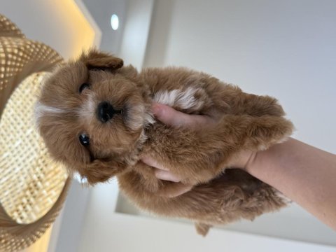 Party color maltipoo