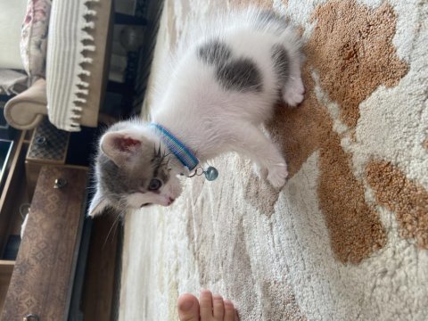 Tekir kedi acil kalıcı yuva arıyorum