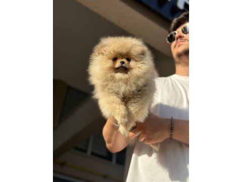 Orjinal erkek ve dişi pomeranian boo