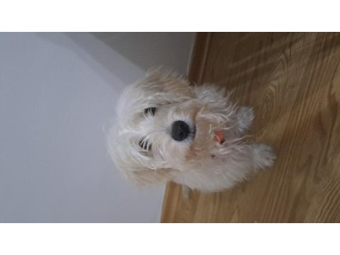 6 aylık erkek maltipoo teacup
