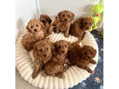 Aşılı mikro çipli pasaportlu maltipoo yavrularımız