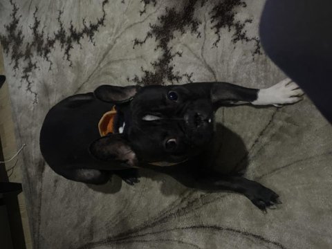 French bulldog 21.06.2022 doğumlu
