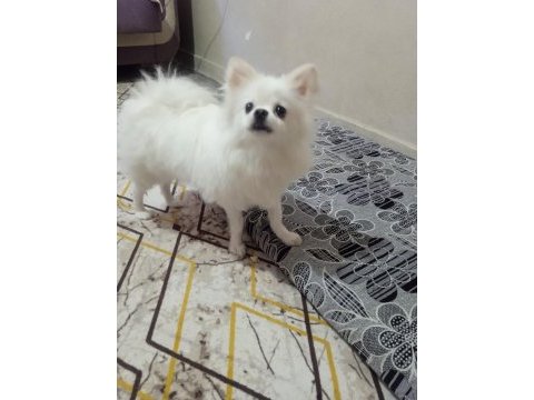 Sahiplendirilecek cins pomeranian köpeğimiz