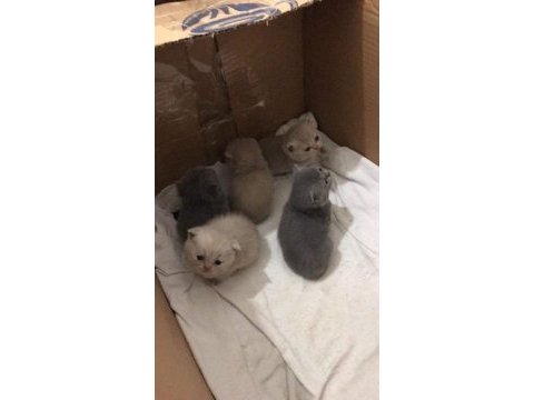 Dişi ve erkek 22 günlük british shorthair