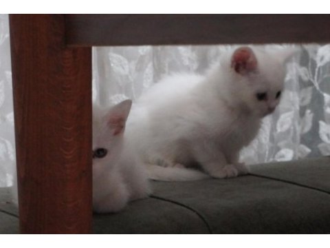 Safkan ve oyuncu scottish fold yavrularımız