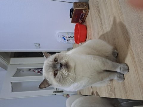 British shorthair blue point