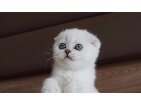 Scottish fold 55 günlük mavi göz