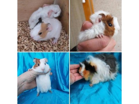 Çok tatlı ginepig kobay yavrular adana