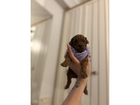 Orjinal red brown poodle yavrular