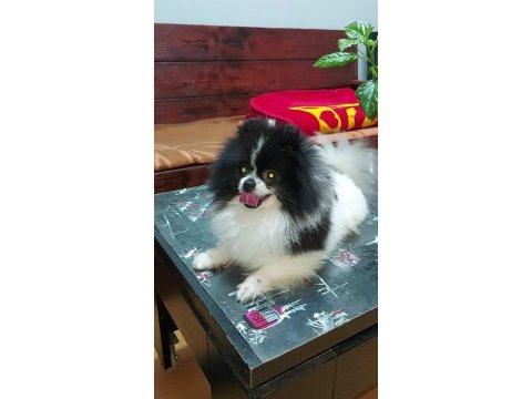 Pomeranian boo
