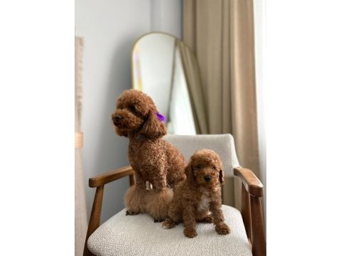 Aşılı wc eğitimli toy poodle yavrular