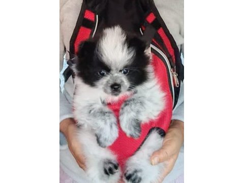Pomeranian boo yedi aylık dişi karnesi var