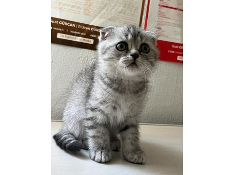 Scottish fold