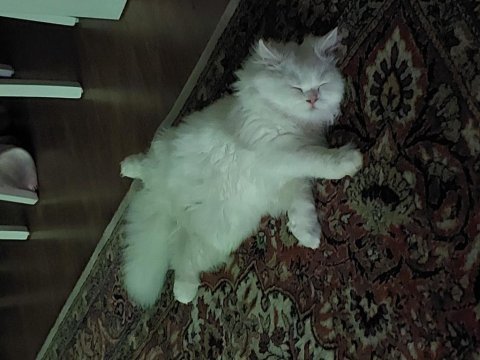Güzel british longhair oğlumuza yuva
