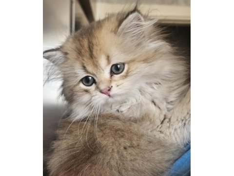 Safkan anne ve babadan british golden longhair erkek