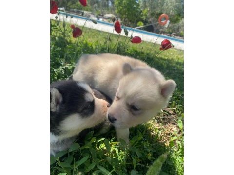 Mavi gözlü husky yavruları