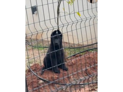 Alman çoban köpeği