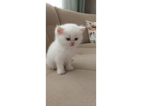British shorthair beyaz golden point