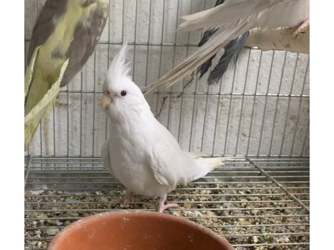 Albino dişi sultan papağanı