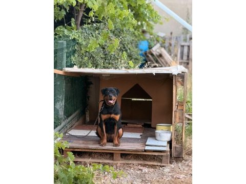 Irkının en iyisi 6 aylık dişi rottweiler