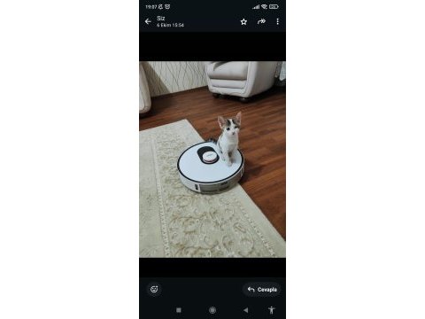 2,5 aylık erkek yavru kedimiz