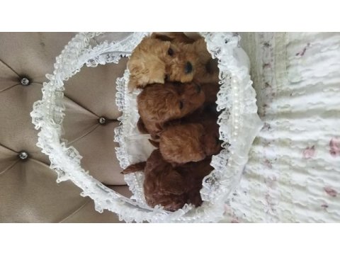 Toy poodle bebekler
