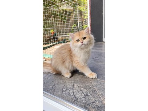 British longhair golden yavrular