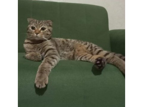 Scottish fold ve norveç orman kedisi melezi