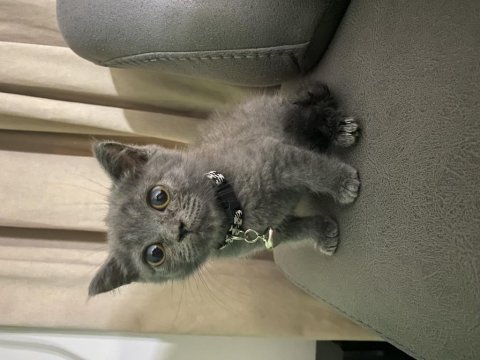 3 aylık erkek british shorthair